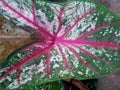 CaladiumÃ¢â¬â¹ bicolorÃ¢â¬â¹ plantÃ¢â¬â¹ Royalty Free Stock Photo
